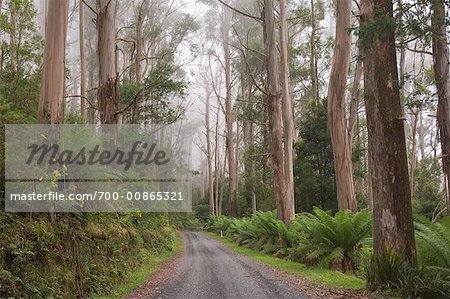 Route à travers la forêt, Mont Donna Buang, Parc National des Yarra Ranges, Victoria, Australie