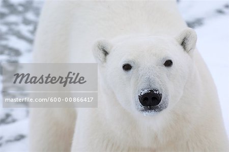 Portrait de l'ours polaire, Churchill, Manitoba, Canada