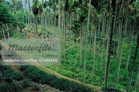 Plantation de thé, Taiwan