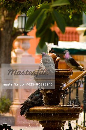 Pigeons on a fountain, Mexico