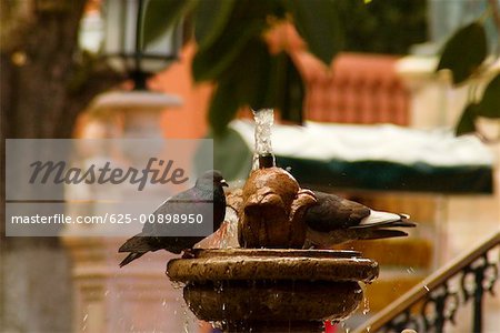 Two pigeons perching on a fountain, Mexico