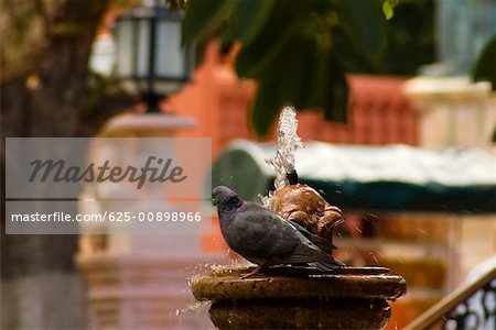 Gros plan d'un pigeon sur une fontaine, Mexique