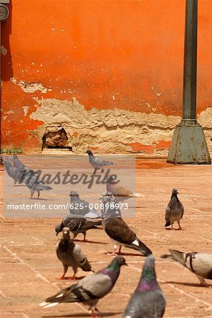 Groupe de pigeons près d'un poteau, Mexique