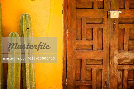 Close-up of cactus near a door, Mexico