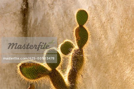 Close-up of a hairy cactus