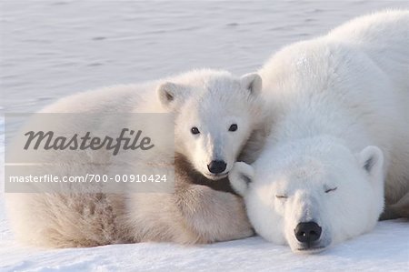 Polar Bear Mother and Cub