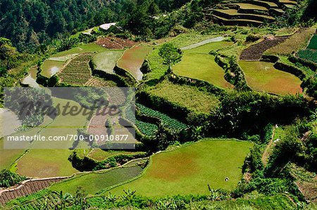Riz terrasses, route Halsema, Benquet, Mountain Province, Luzon aux Philippines