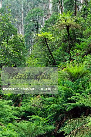 Rainforest, Yarra Ranges National Park, Victoria, Australia