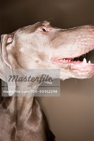 Porträt des Hundes