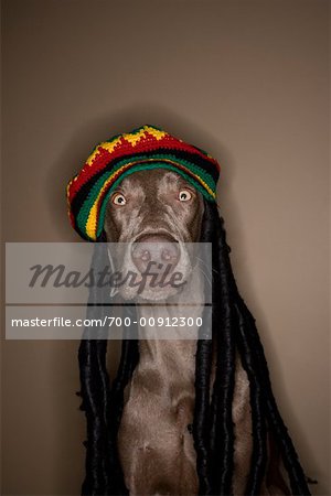 Chien portant chapeau Rasta