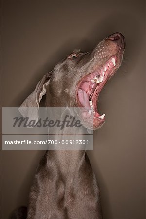 Porträt des Hundes