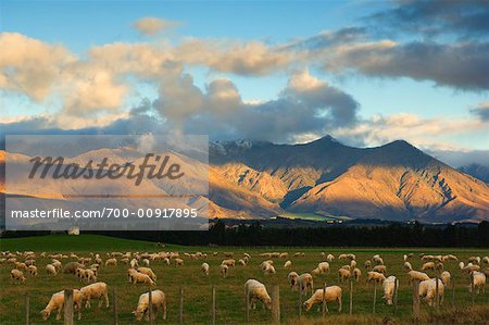 Sheep on Pasture, Takitimu Mountains, Southland, South Island, New Zealand