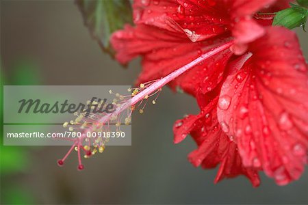 Hibiskus Blume