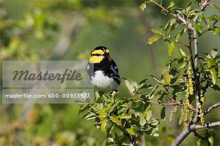 Golden-cheeked Warbler in Tree