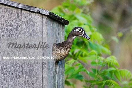 Holz-Ente in Schachteln Box