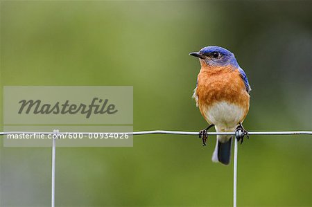 Bluebird on Fence