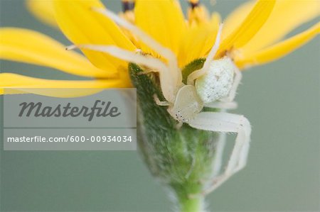 Crabe araignée sur fleur
