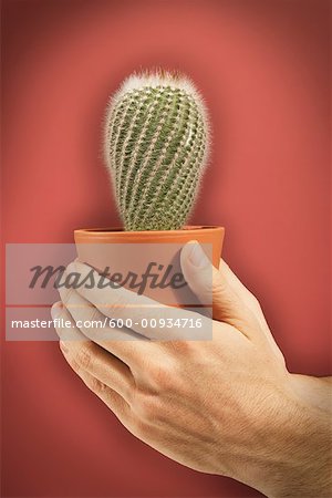 Person's Hand Holding Cactus