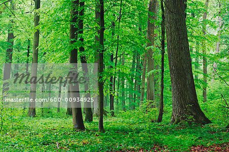 Laubwald im Frühjahr, Spessart, Bayern, Deutschland