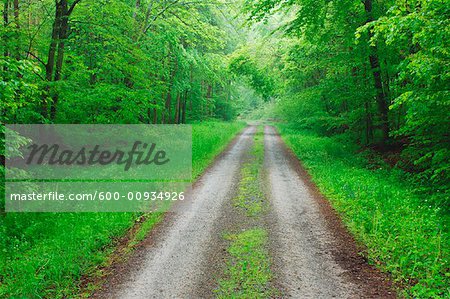 Straße durch Wald, Bayern, Deutschland