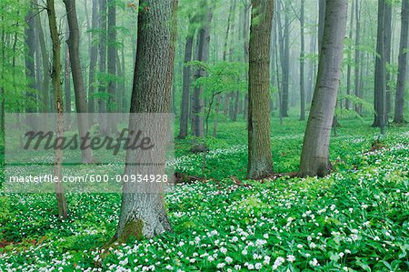 Hêtre forêt, Parc National de Hainich, Thuringe, Allemagne