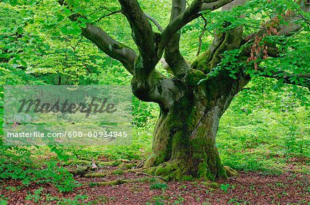 Vieil arbre de hêtre en forêt, Parc National de Kellerwald-Edersee, Hesse, Allemagne