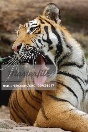 Siberian Tiger