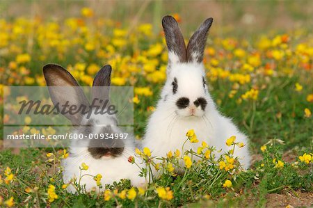 Kaninchen auf Wiese