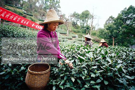 Femme cueillette du thé, Hangzhou, Chine