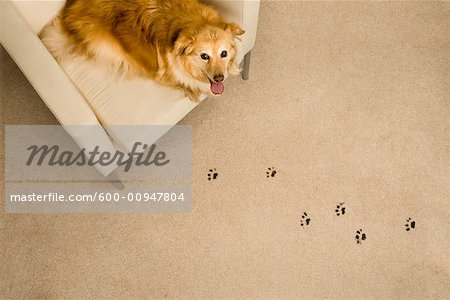 Dog Prints on Carpet