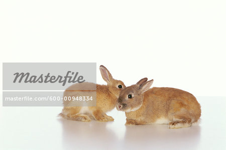 Portrait of Rabbits