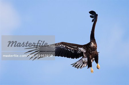 Weißschwanz-Eagle, Hokkaido, Japan