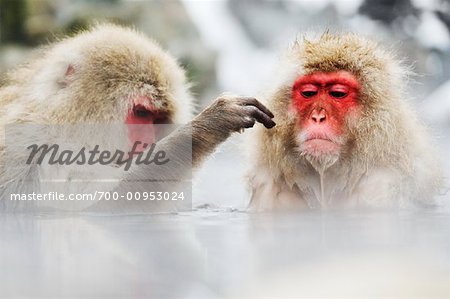 Japanese Macaques, Jigokudani Onsen, Nagano, Japan