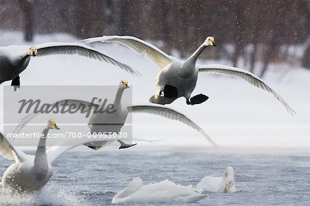 Whooper cygnes, Hokkaido, Japon