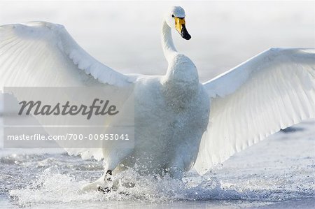 Whooper Swan, Hokkaido, Japon