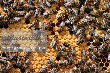 Honeybees in Honeycomb