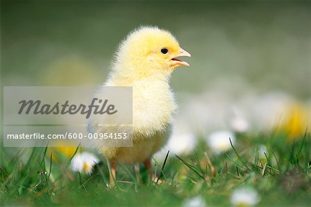 Chick in Field