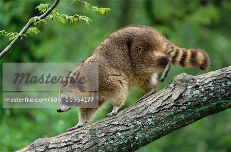 Raccoon Walking on Log