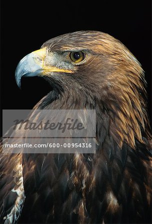 Portrait of Golden Eagle