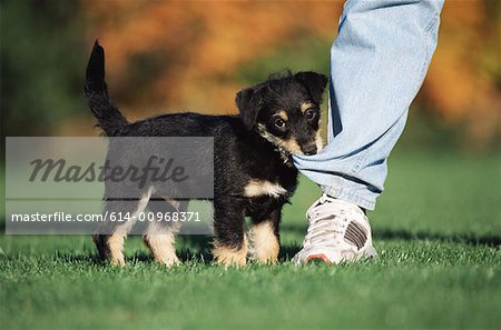 Puppy biting someones leg