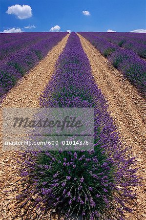 Lavendelfeld nahe Ferrassieres, Provence, Frankreich