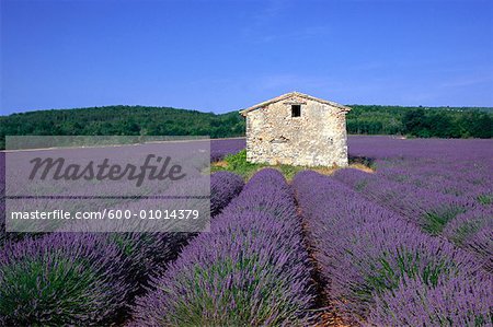 Lavendelfeld in der Nähe von St-Christol, Provence, Frankreich