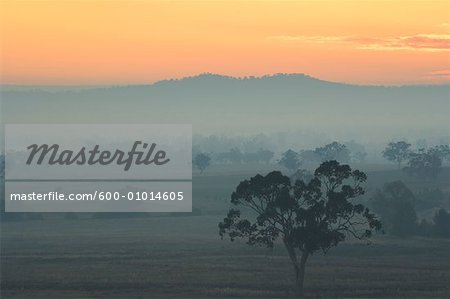 Eucalyptus Tree and Morning Fog, Carroll, New South Wales, Australia