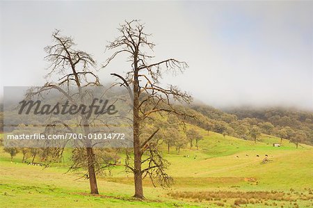 Nackte Bäume, Biggara Valley, Victoria, Australien