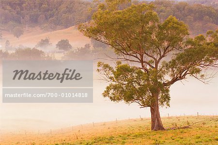 Eukalyptus Baum und Nebel, Mount Löwe, New South Wales, Australien