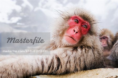 Portrait of Japanese Macaque