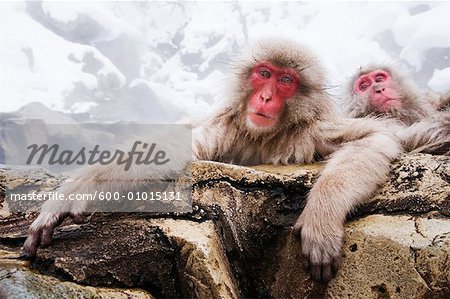 Portrait de Macaque japonais