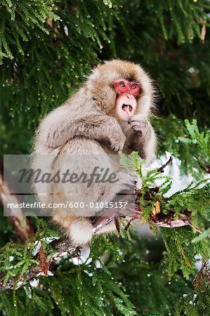 Japanese Macaque in Tree, Eating Twigs