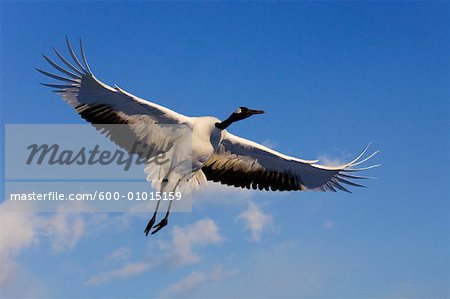 Red-crowned Crane in Flight