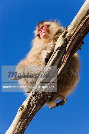 Regardant vers le haut de Macaque japonais, assis sur une branche d'arbre